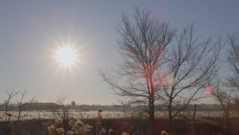 Karge-Bäume-Auf-Ländlichem-Ackerland-In-Der-Sonnigen-Landschaft-Von-Texas