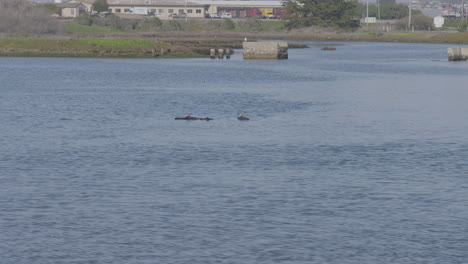 Toma-En-Cámara-Lenta-De-Nutrias-Flotando-Sobre-Sus-Espaldas-En-El-Puerto-De-Aterrizaje-De-Musgo-De-California