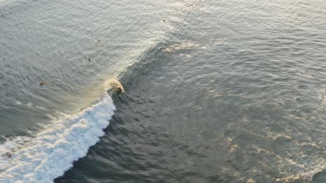 aerial: surfer catching wave break in sunset tropical ocean water