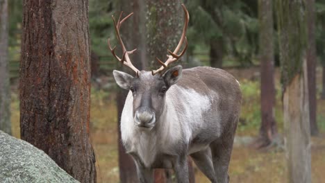 Medium-shot-of-reindeer-ruminating-in-wet,-cold-european-forest-on-a-cloudy-day