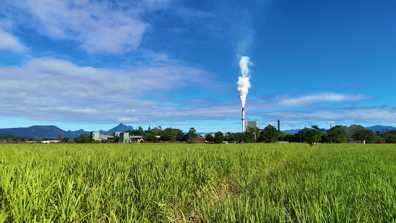 Aerial footage of lush sugarcane fields with a factory emitting steam under clear blue skies