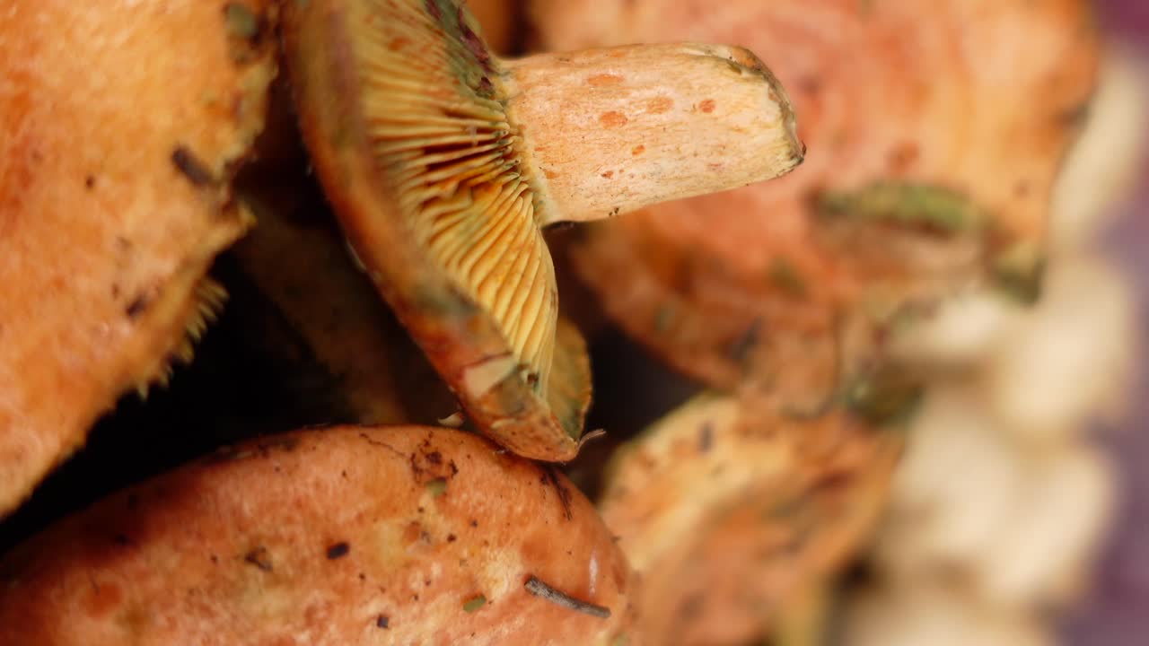 Primi piani di funghi lattari sanguifluo