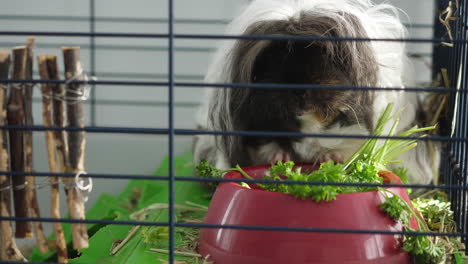 cute guinea pig chewing parsley from a red bowl in a cage