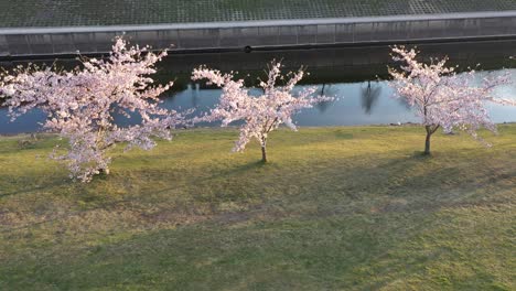 Schöner-Kirschblüten-sakura-park-Im-Inselpark-Kaunas-Nemunas