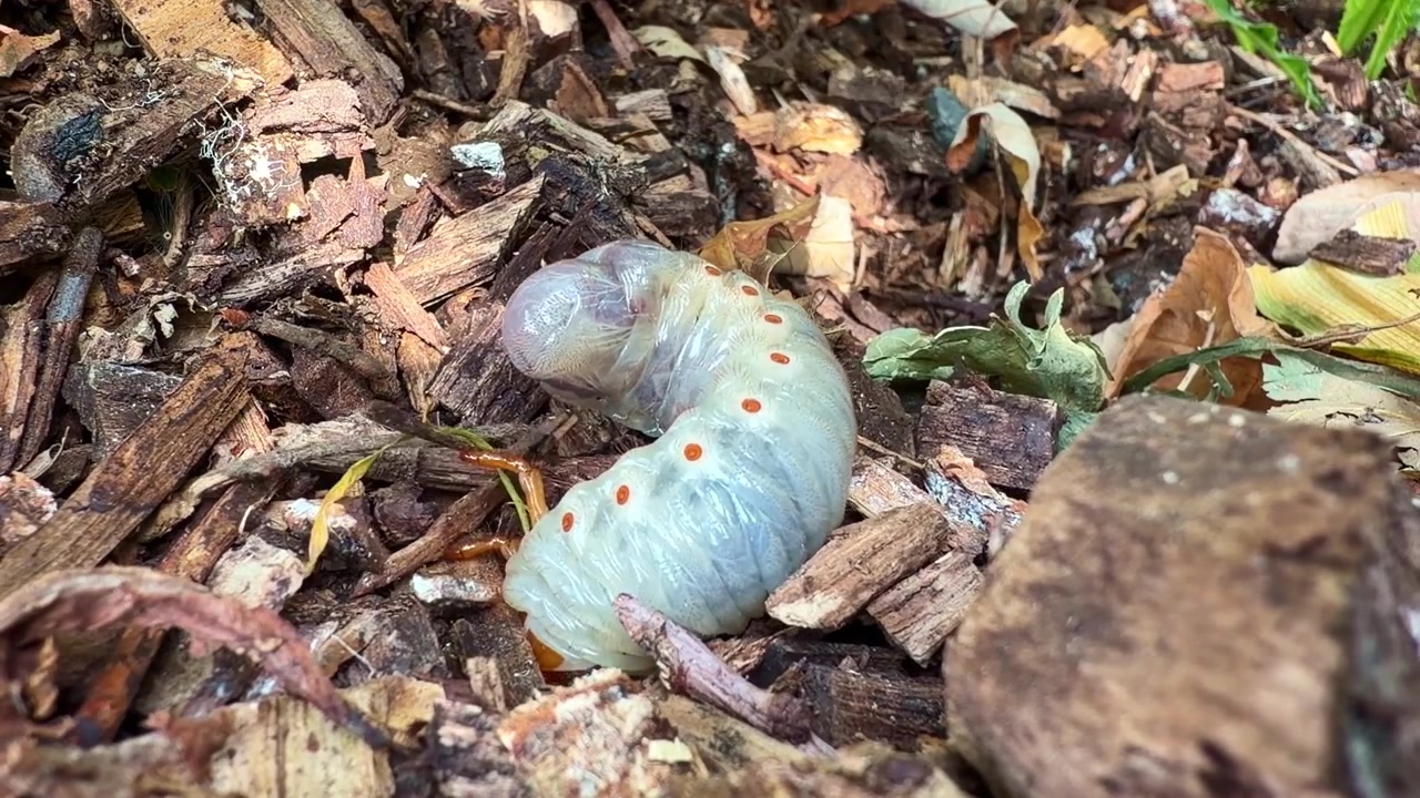 Una larva di coleottero raggomitolata si nasconde tra il fogliame, metà al sole e metà all'ombra.