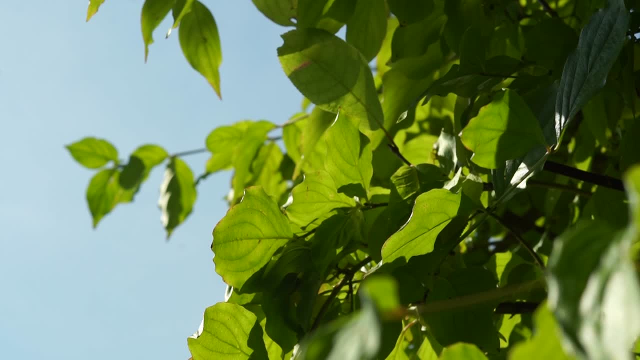 Green beech leaves (seamless loop)
