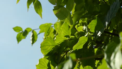 hojas de haya verdes (bucle sin costuras)