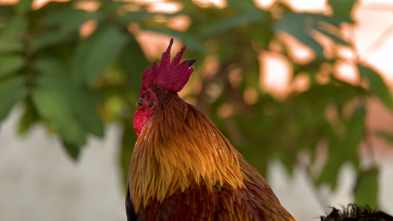 Un gallo vivace sta fermo all'aperto, le sue piume dorate che brillano alla luce naturale e soffusa