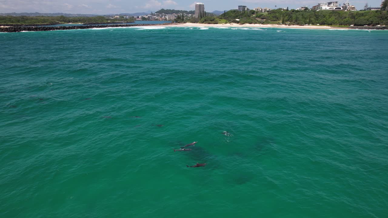 Golfinhos-roazes nadando subaquaticamente em Nova Gales do Sul, Austrália - Tomada de drone.