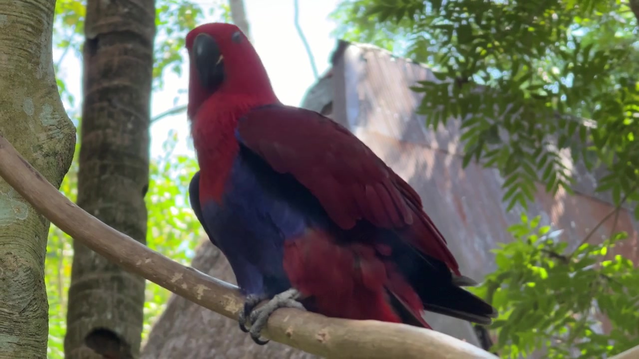 Female Eclectus Parrot Grooming Feathers on a Tree Branch