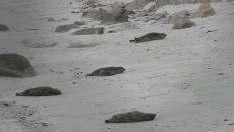 common seals in monterey, california. 4k