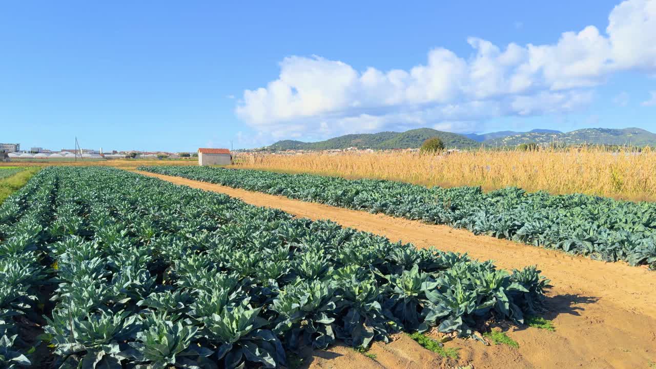 shot with gimbal in field cultivated fresh cabbage, sown in field, close-up