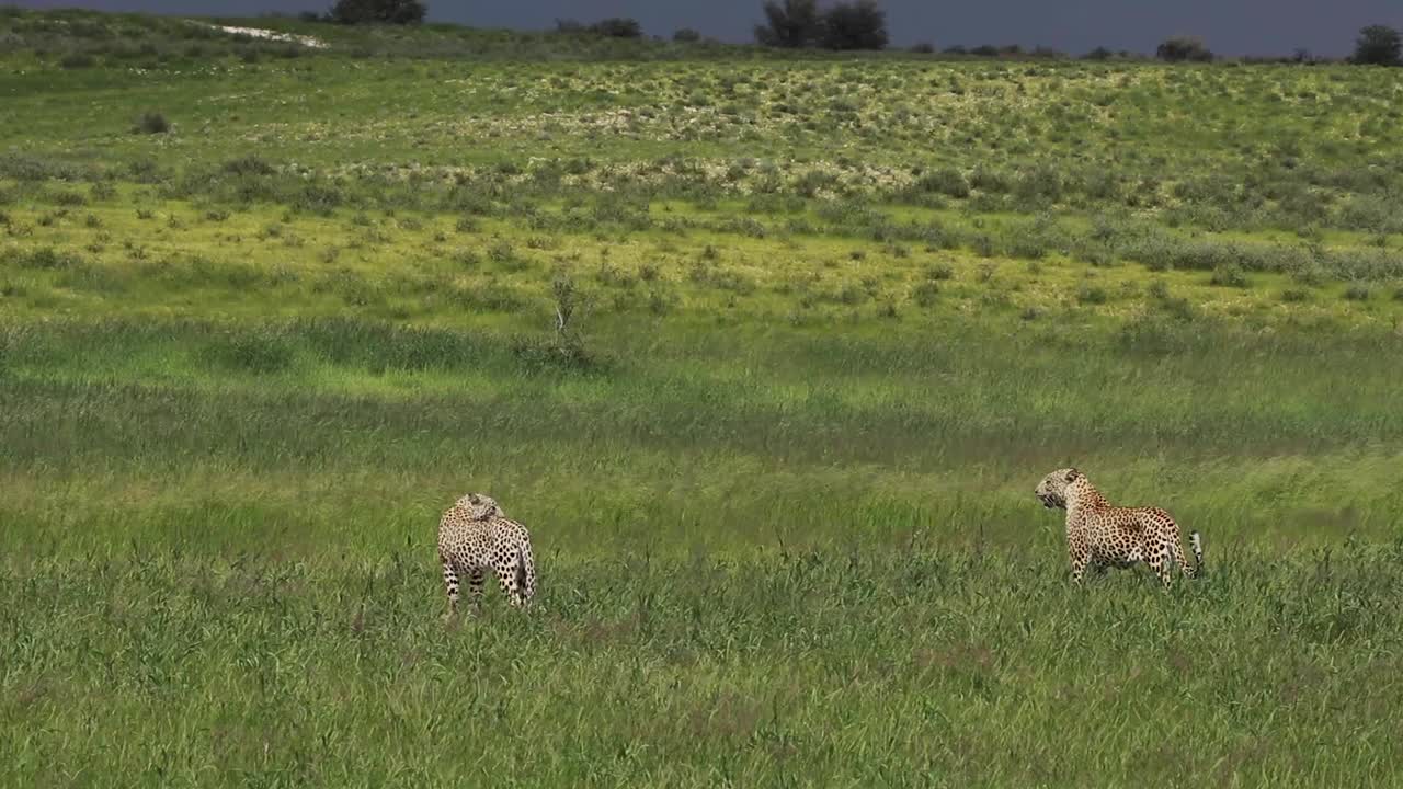 toma extrema de dos leopardos parados en las ventosas praderas del parque transfronterizo kgalagadi filmada en cámara lenta