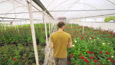 plántulas de rosas rojas creciendo rosas en el invernadero.