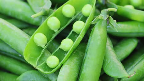 fresh green peas pods rotation close up. peas background. loop motion