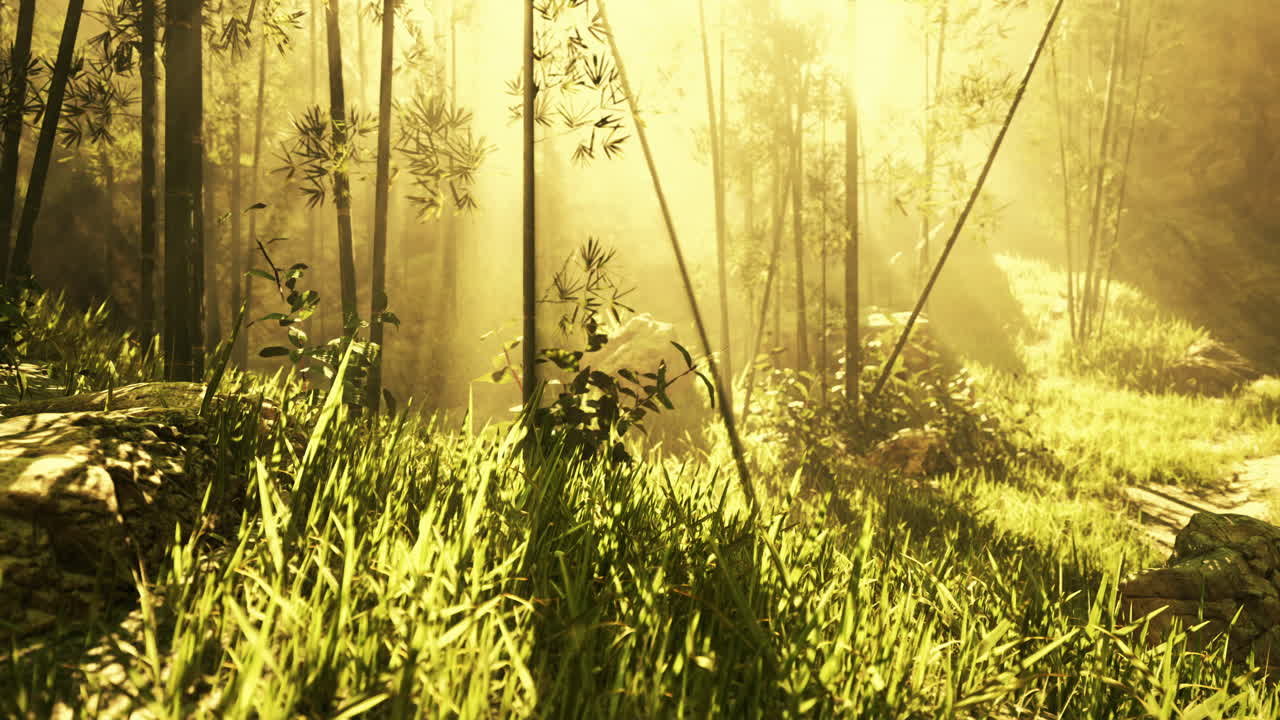 아름다운 빛이 대나무 숲을 흐르고 있습니다.