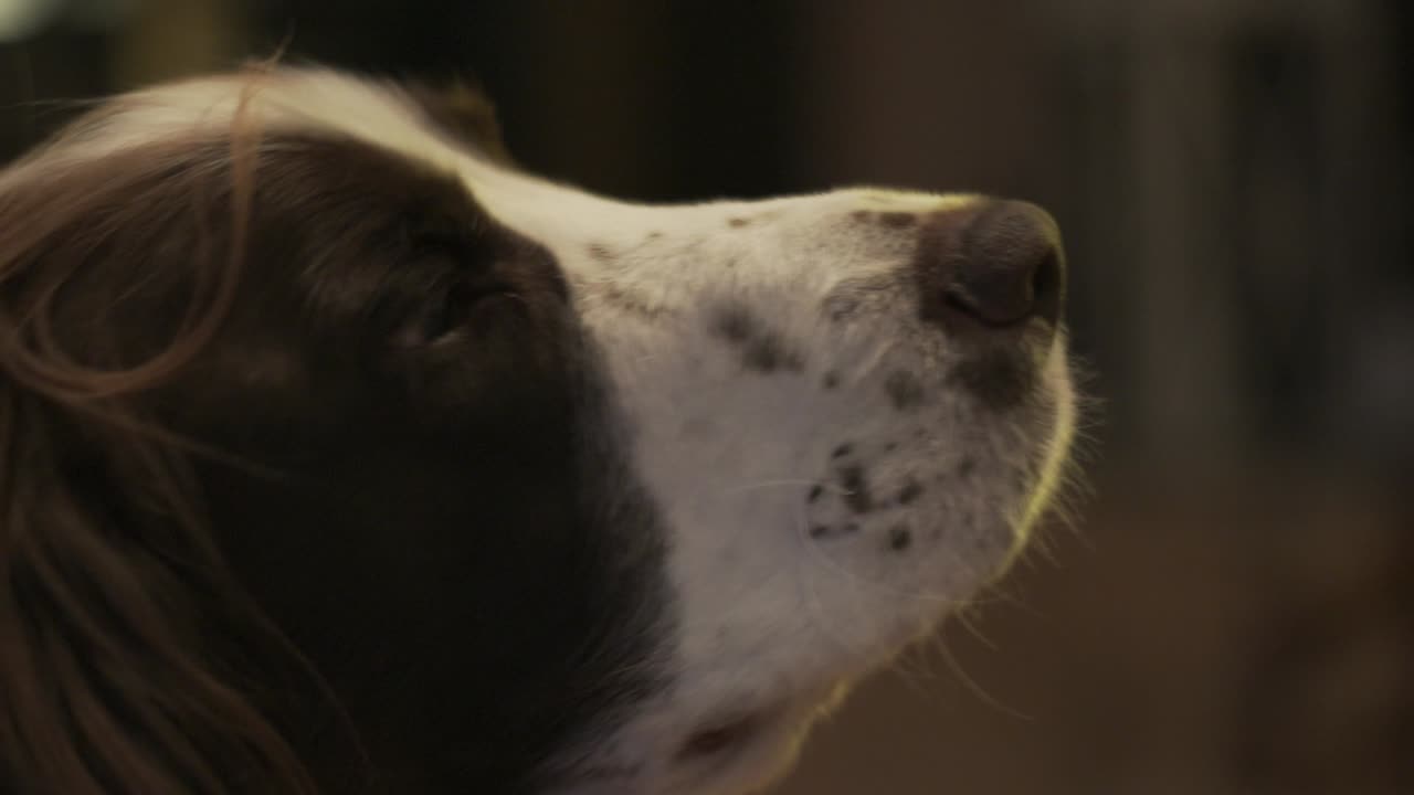 cocker spaniel mirando alrededor de la habitación, cerrar cámara lenta