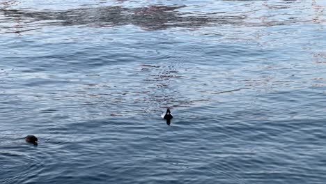 Ente-Schwimmt-Allein-Im-Ruhigen-Blauen-Wasser-Mit-Sanften-Wellen,-Die-Das-Sonnenlicht-Reflektieren,-Weitwinkelaufnahme