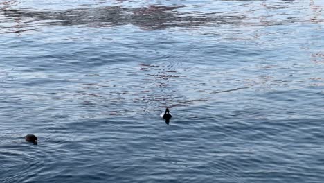 duck swimming alone in calm blue waters with gentle ripples reflecting sunlight, wide shot