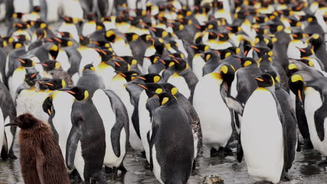 fluffy brown king penguin chick walks past rookery with hundreds of adult penguins