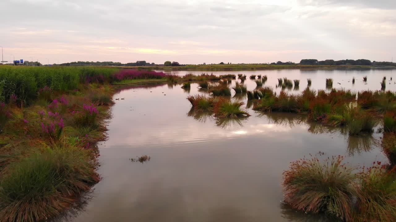 flores y hierba que crece en el humedal