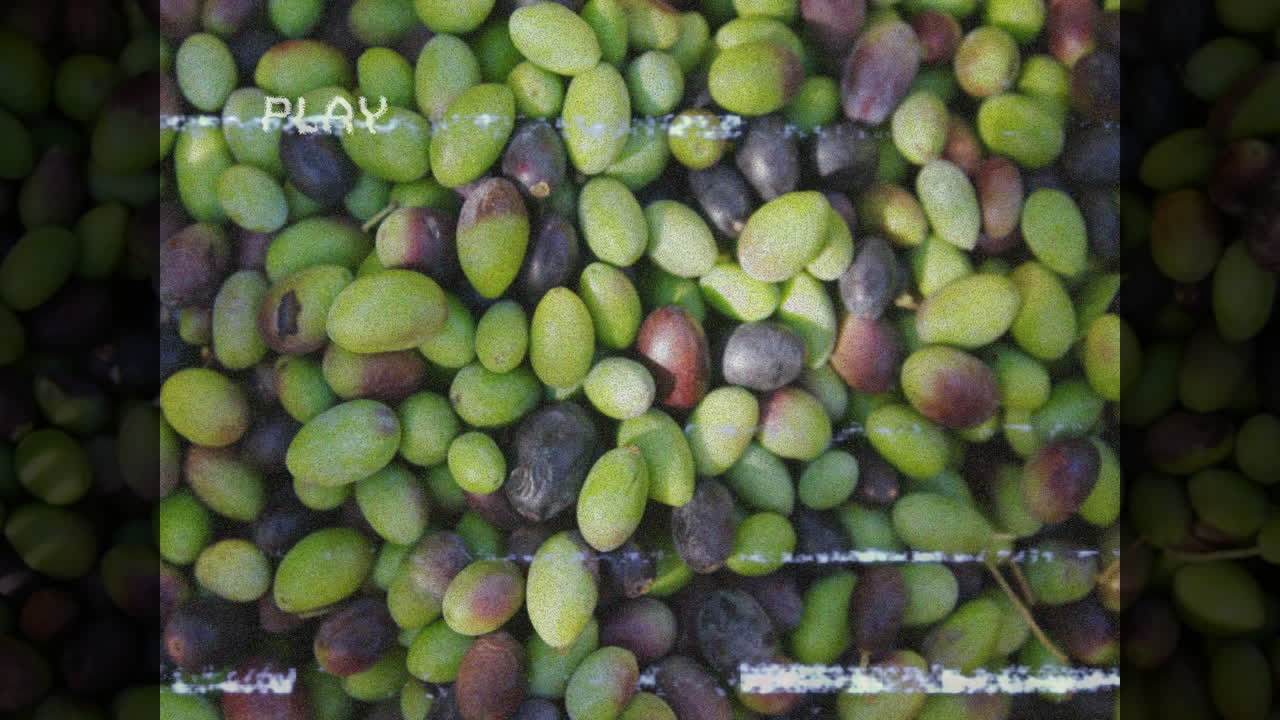 Vintage animation text overlay on green and purple olives in school setting