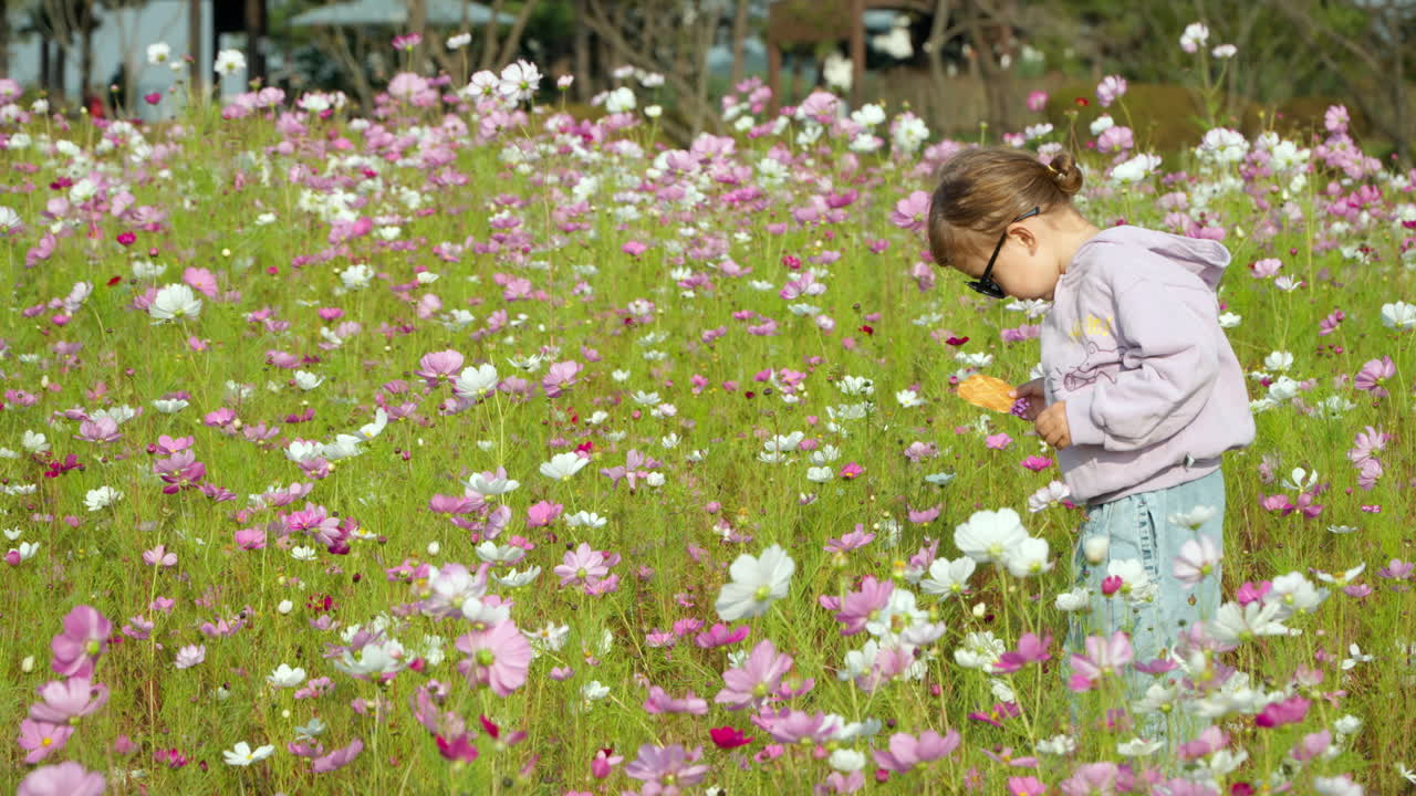 코스모스 꽃에 있는 3살 소녀