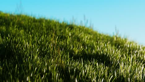 hierba verde fresca como un bonito fondo