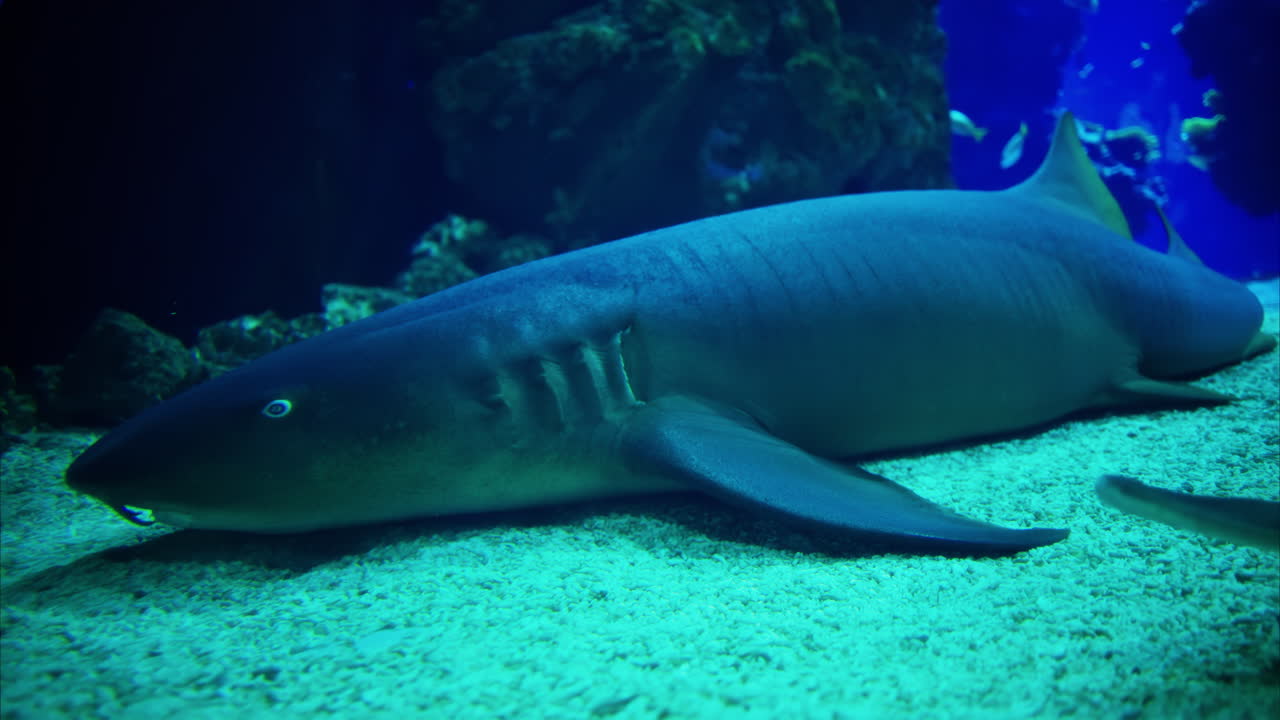 Close up of Rhinobatos fish and a Nurse shark in the water