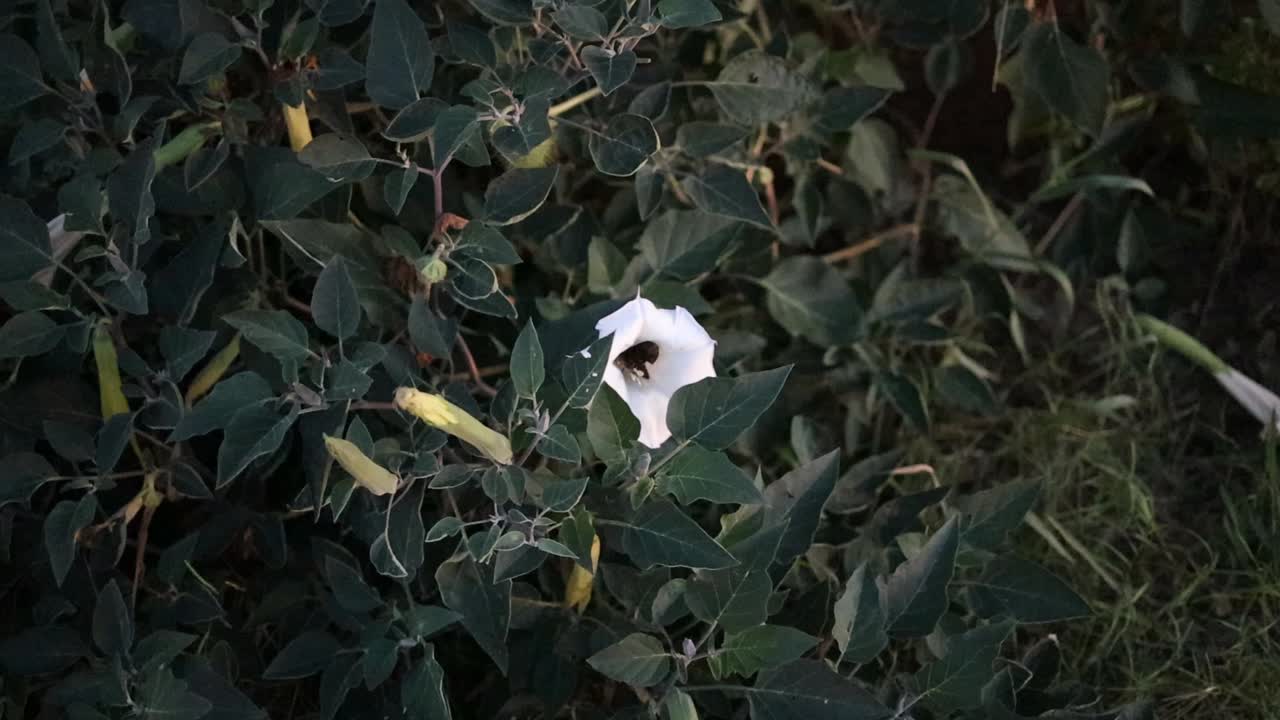 flor de luna blanca con néctar de caza de colibrí