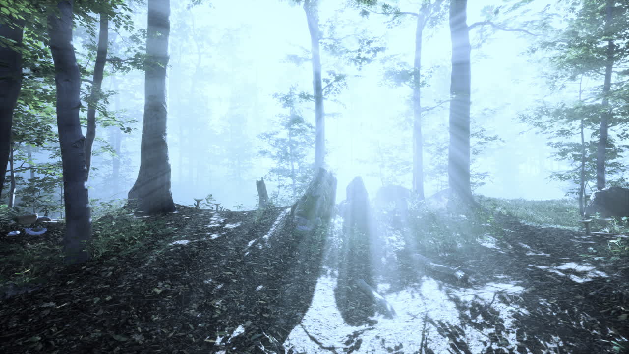 Солнце восходит в лесу с туманом