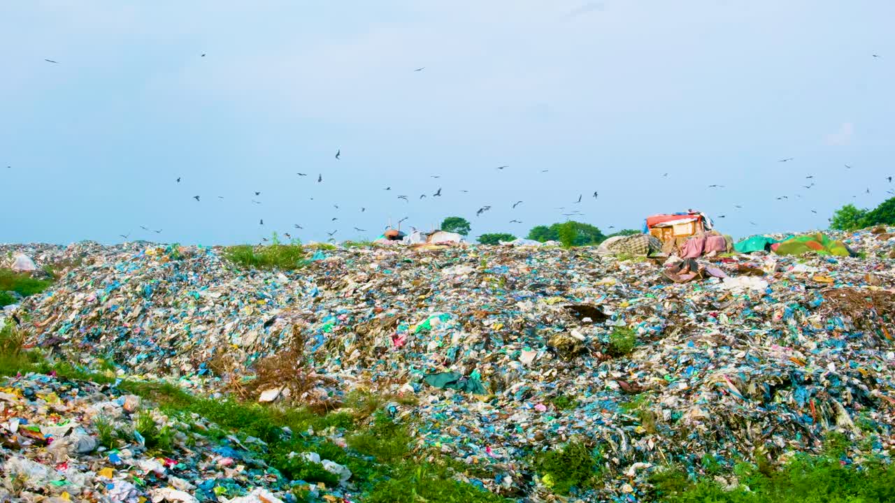 bandada de pájaros volando sobre el vertedero de basura