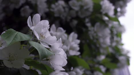 beautiful white apple blossoms