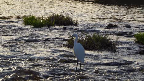 Garceta-Blanca,-Garza,-Pájaro,-Grúa,-Caza,-En,-Rápido,-Corriente,-Poco-Profundo,-Agua,-En,-Ocaso