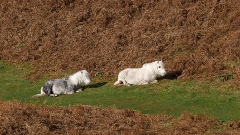 2-Wildpferde-Von-England-Ruhen-Auf-Dem-Gras-In-Einem-Tal-In-Shropshire,-Großbritannien