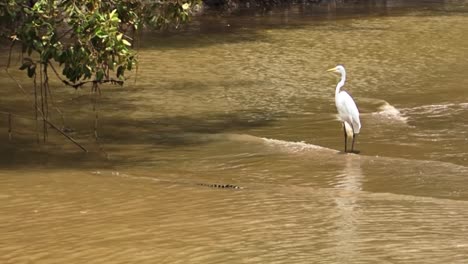 Gran-Garceta-Se-Encuentra-Muy-Cerca-De-Un-Cocodrilo-En-El-Río-Tarcoles-En-Costa-Rica