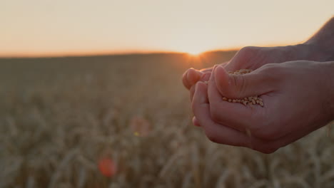 farmer's hands with grain in the sun. organic farming concept