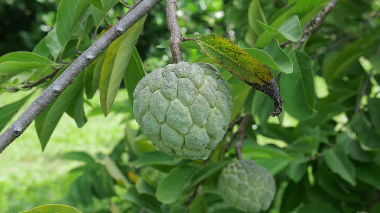 fruta de manzana cremosa que crece en el árbol