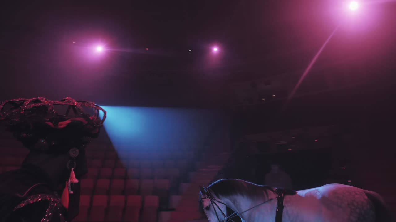 A animal trainer in a circus puts a thoroughbred horse on its pommel horse under beautiful lighting, a concept, close-up