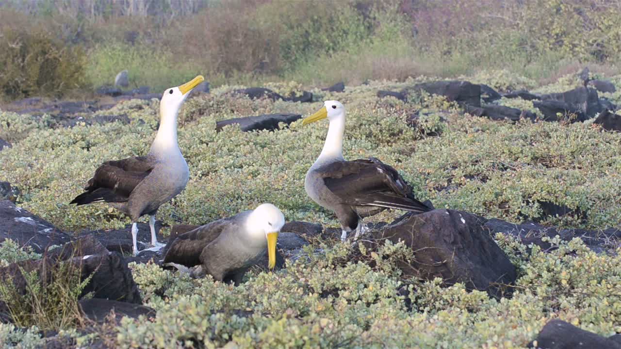 구애 의식 중에 흔들리는 한 쌍의 알바트로스 빌은 에스파뇰라 갈라파고스 제도의 푼타 수아레즈에서 번식하는 것으로 제한됩니다.
