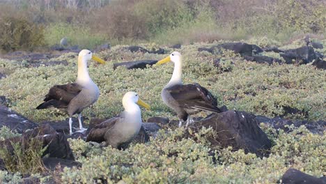 a pair of waved albatross billcircling during a courtship ritual and is limited to breeding at punta suarez on espanola  galapagos islands