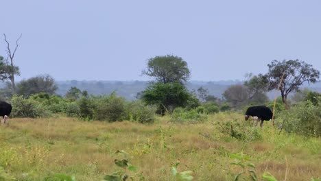 Black-Necked-Ostriches:-Kruger's-Wildlife-Wonders