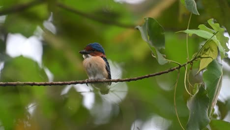 resting on a small branch after fledging in the early hours of the morning, banded kingfisher lacedo pulchella, kaeng krachan national park, thailand