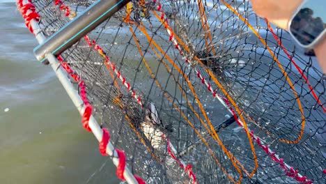 pulling up a crab trap from the water