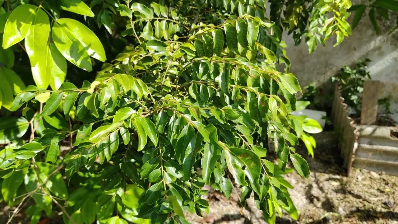 hojas de curry frescas balanceándose en plantas verdes exuberantes, perfectas para cocinar. nativas del subcontinente indio, estas hierbas aromáticas prosperan en climas tropicales