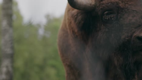 european bison chewing grass in woodland infested by flies close up