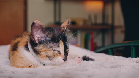 calico-kitten-rests-on-a-bed-medium-shot