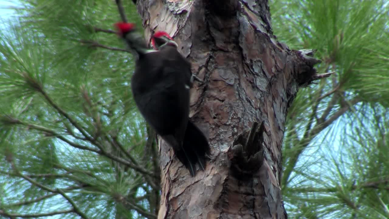 un pájaro carpintero pileated en un árbol 4