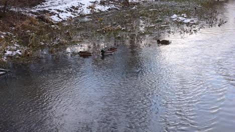 ducks in a river.