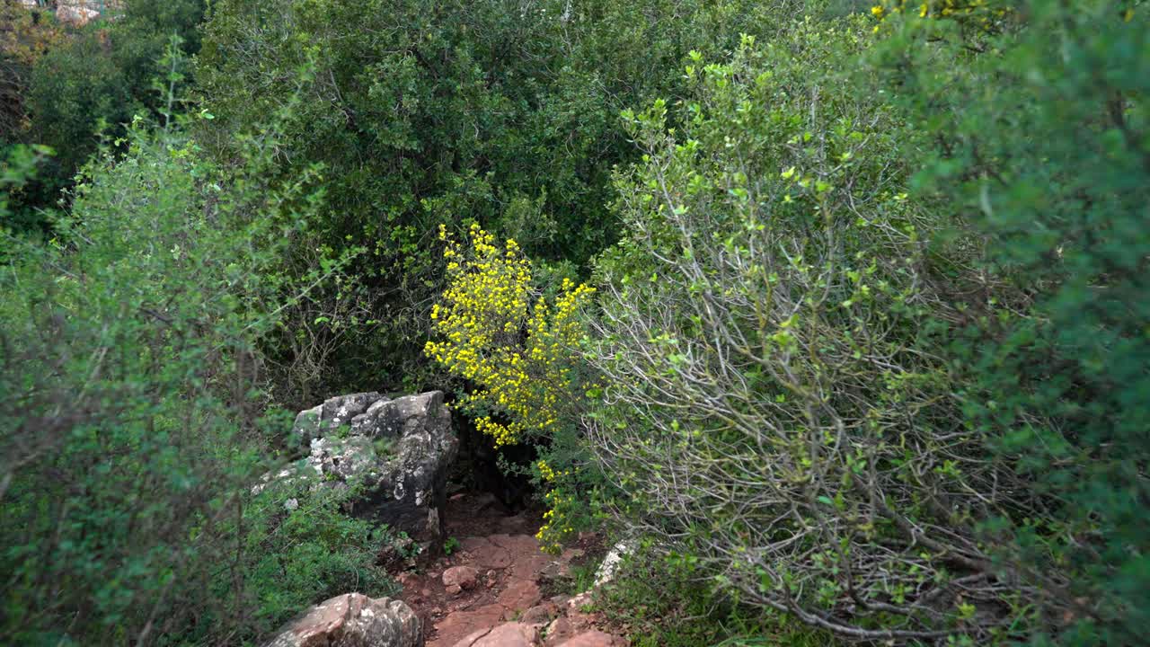 A walking gimbal shot of a trail in northern israel